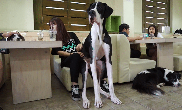 A group of dogs enjoying themselves at a dog cafe.