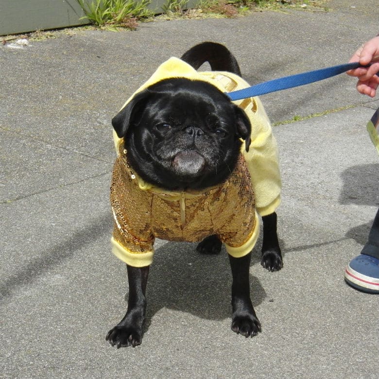 Meet the Man Photographing San Francisco's Cutest Dogs on the Streets