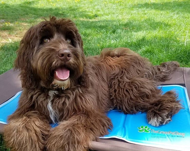 green pet cooling mat