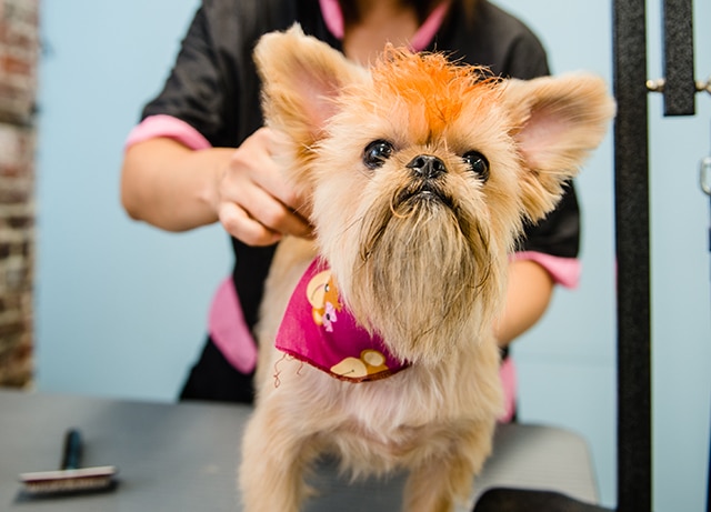 A small dog being groomed by a woman at The Salty Paw salon.