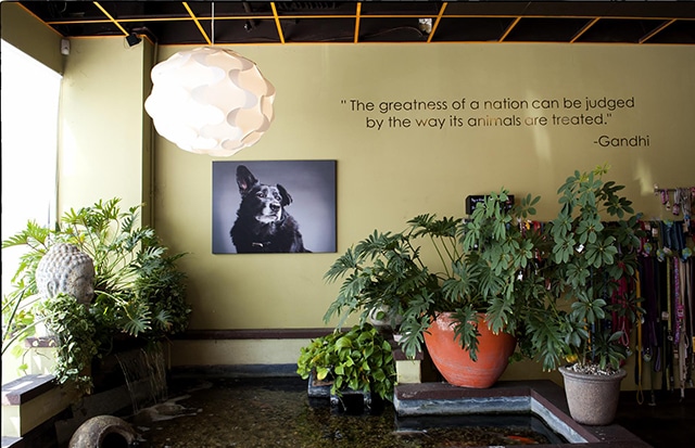 The Urban Pet: A store with a lot of potted plants and a picture of a dog.