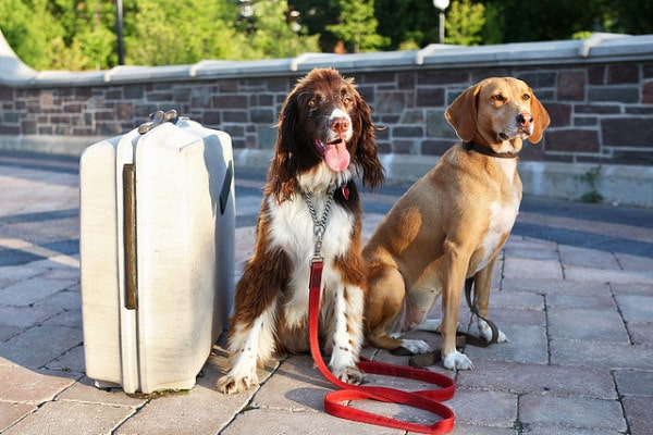 Two dogs on a leash next to a suitcase, ready for their Amtrak journey as Amtrak allows pets.