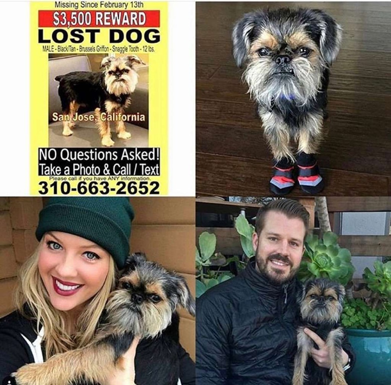 Couple Puts Wedding on Hold to Search for Missing Dog