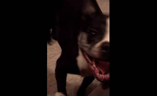 Dog's Rhythm to Marky Mark's 'Good Vibrations' Is Amazing