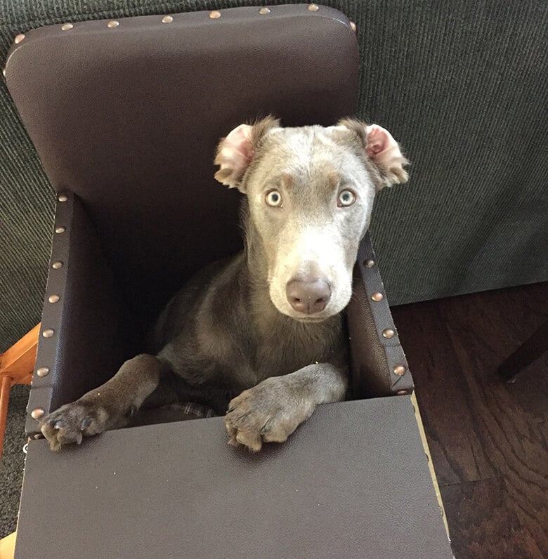 Dog With Rare Condition Is Saved by a Special High Chair