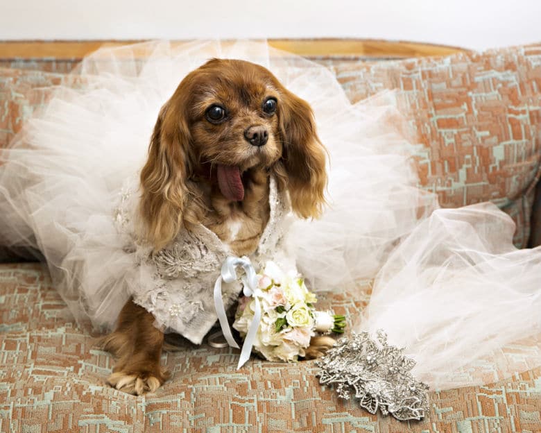 Wedding Gown Worn During ‘Dog Wedding of the Century’ Auctioned Off for Good Cause