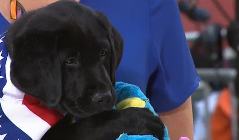 Today, a new puppy, a black Labrador Retriever, welcomes everyone while holding an American flag.