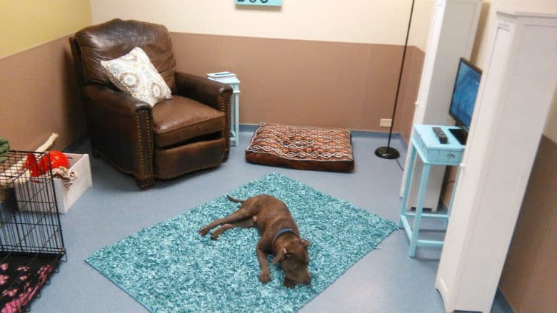 Shelter Builds Home-Like Room to Help Stressed Out Dogs Relax