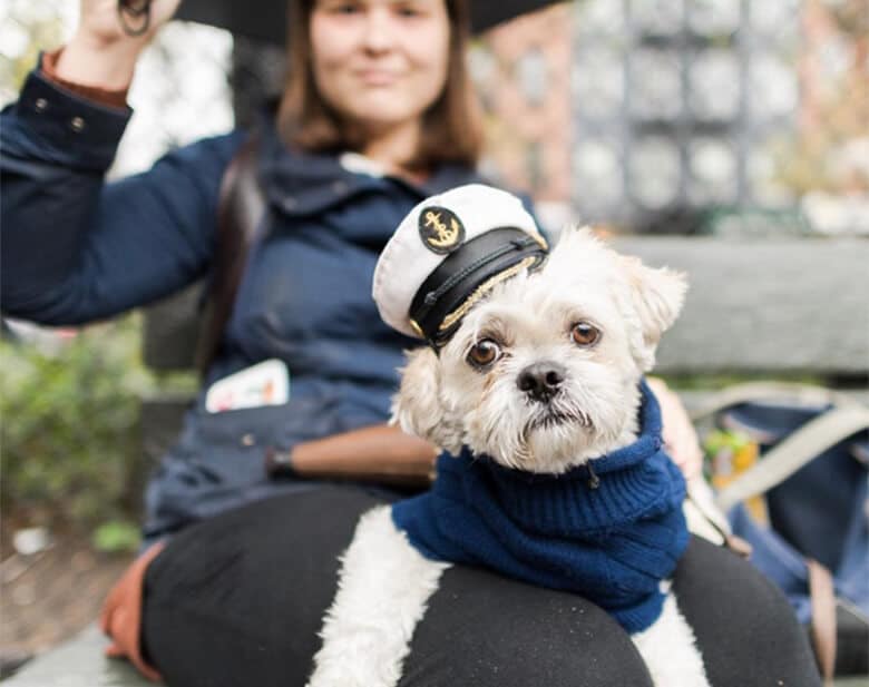 One of the Biggest Halloween Dog Parades in the U.S. Gets Cancelled — and Dog Owners Are Freaking Out