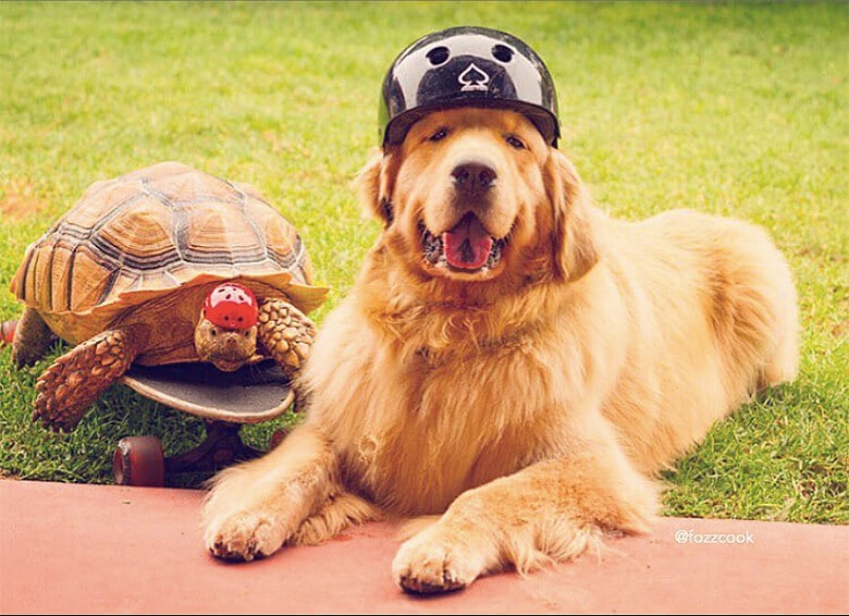 A Frightened Rescued Tortoise Finds a Best Friend in a Golden Retriever