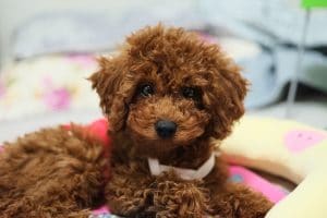 A small brown poodle puppy peacefully laying on a bed.
