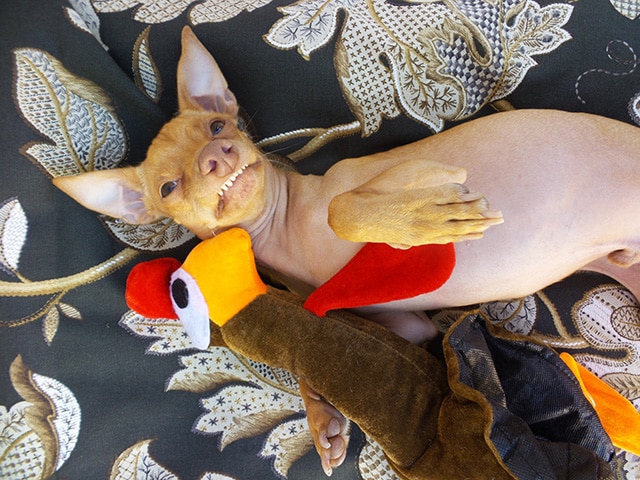 A chihuahua dog laying on a bed with a stuffed turkey, celebrating Thanksgiving.