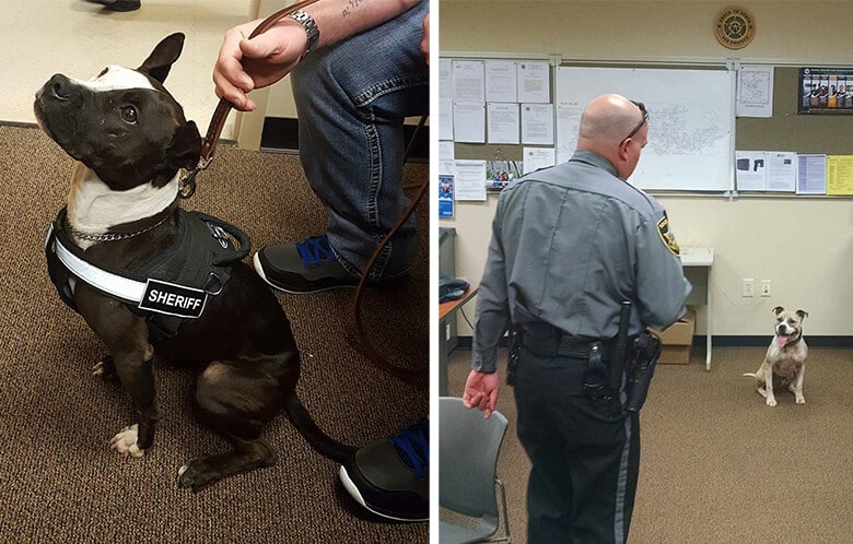 Two Shelter Pit Bulls Given Second Chance as Police Dogs