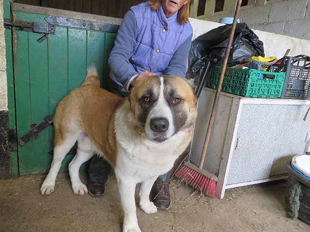 A woman petting the largest puppy in the world in a barn.