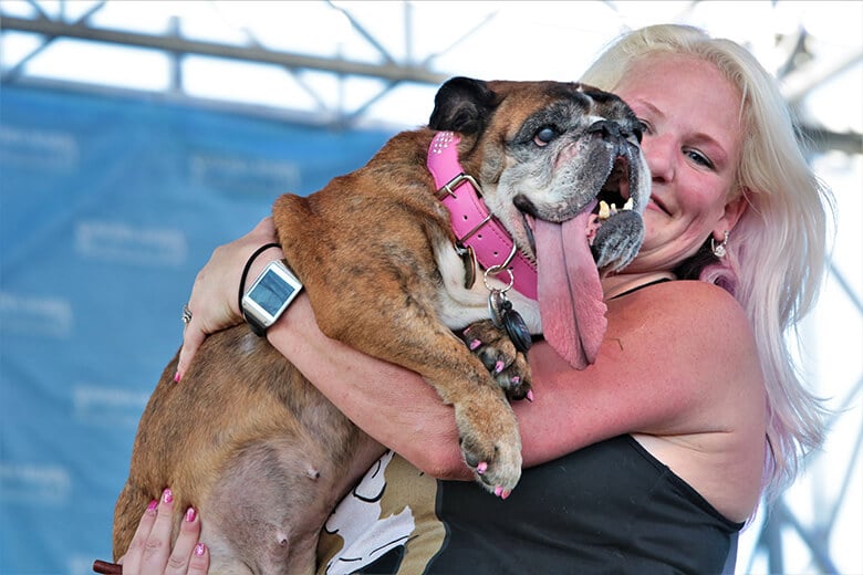 A woman is holding a bulldog with her tongue out. The bulldog resembles Zsa Zsa, the World's Ugliest Dog.