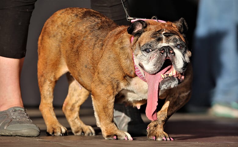 An English Bulldog Named Zsa Zsa Wins World’s Ugliest Dog Contest