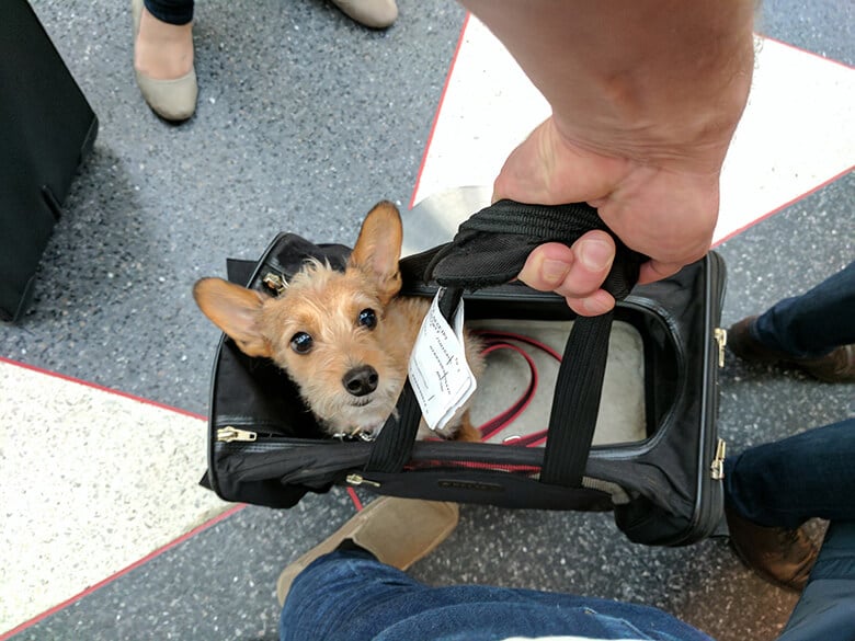 A small dog in a suitcase won't be allowed on United Airlines.