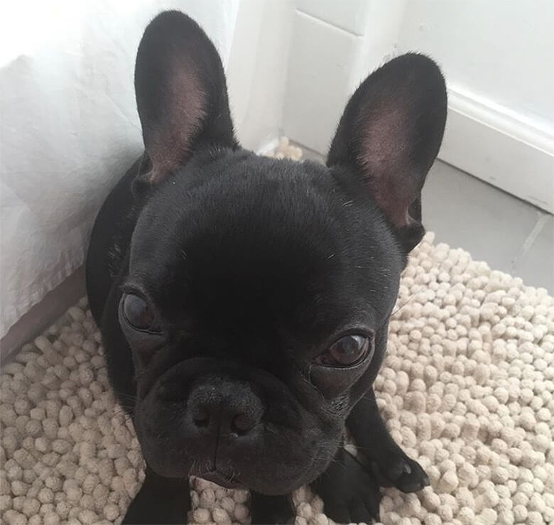 A black french bulldog sitting on a rug.