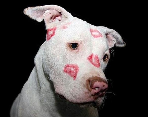 A valentine's day dog with kisses painted on his face.