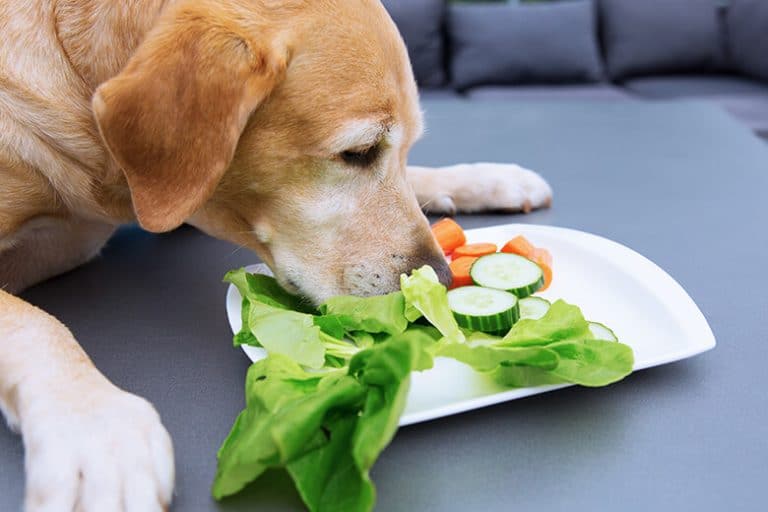 Dogs Can Eat Vegetarian, But That Doesn’t Mean They Should