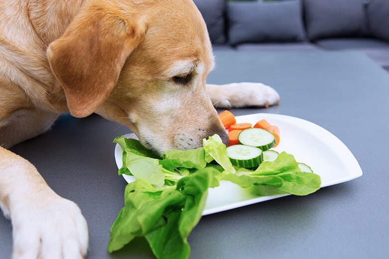 A vegetarian dog devouring a plate of vegetables.