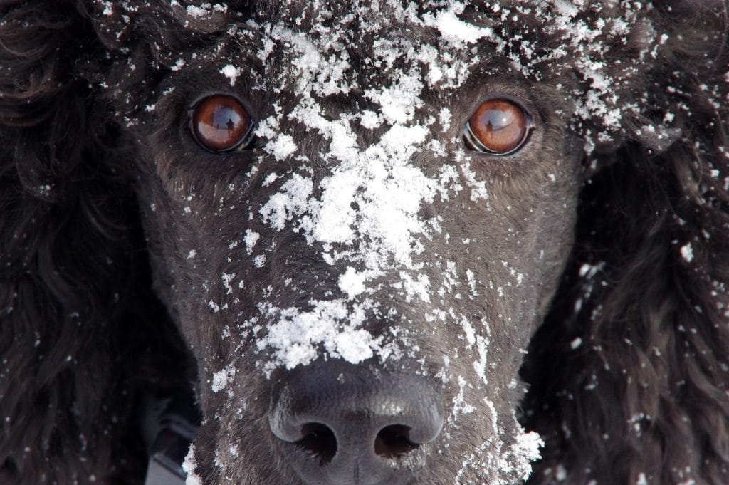 A large black poodle is covered in snow.