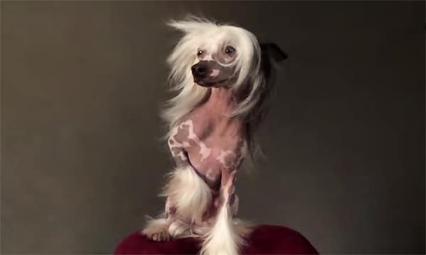 A Westminster dog with long hair standing on top of a chair.