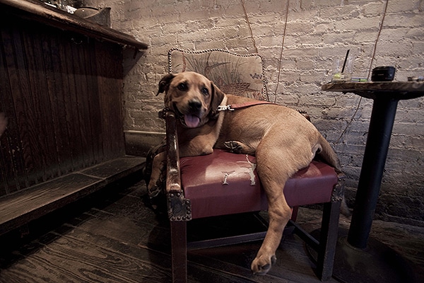 A dog sitting on a chair von bar.