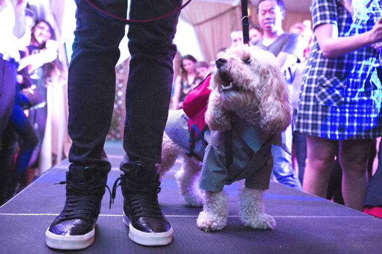 WAGSociety Makes Debut With Dog Influencer Party in New York City