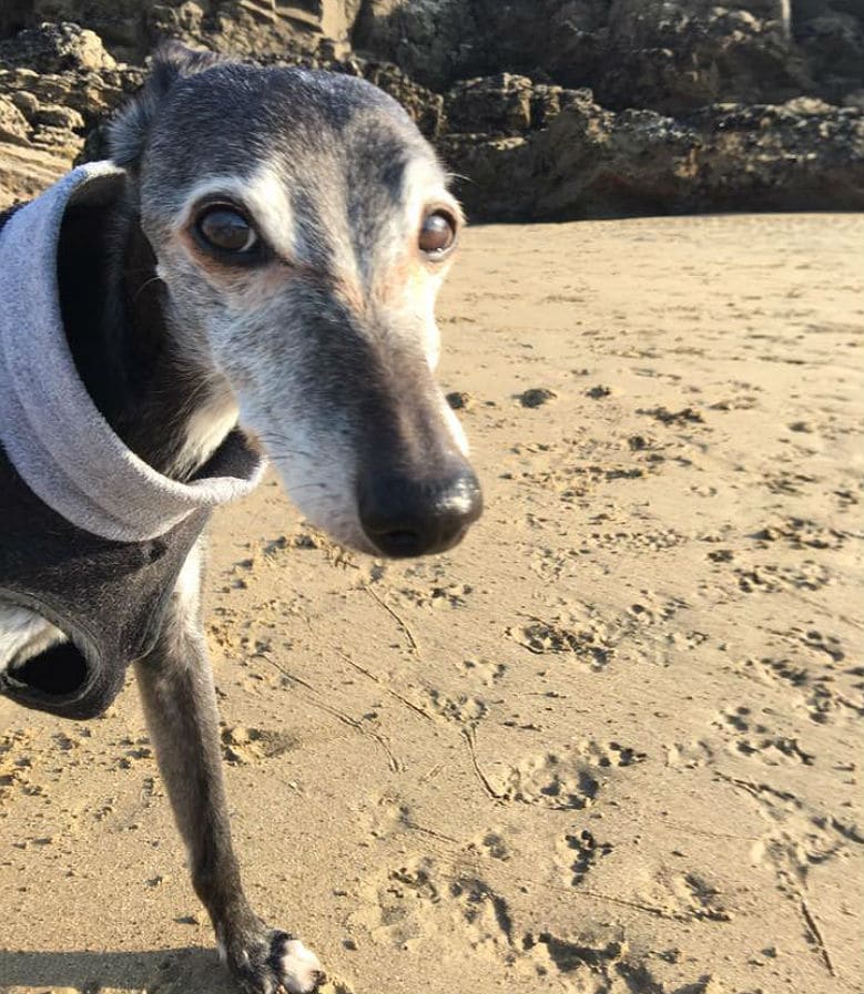 Hundreds Gather for the Last Walk Owner Takes With His Dog on Beach