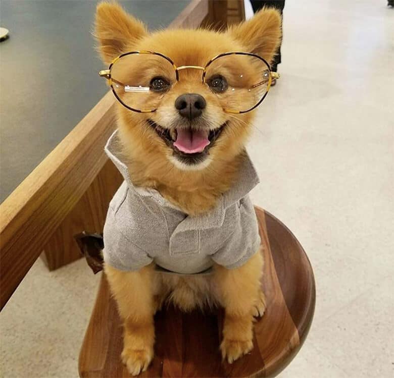 Warby Parker's Dog Event Is Fast Approaching