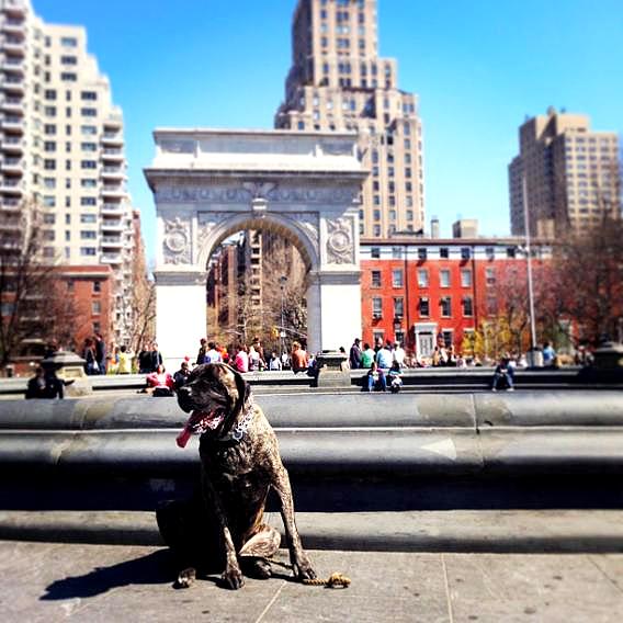 A dog sitting in front of a fountain, checking off its bucket list item at a majestic building.