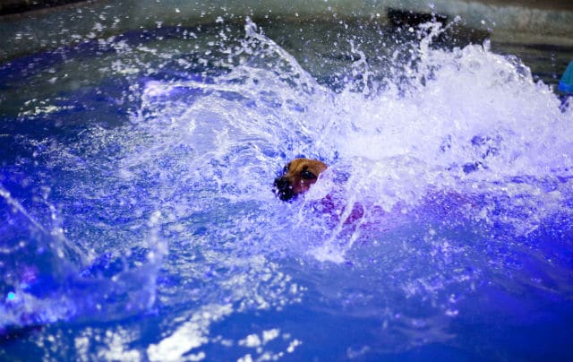 A Water4Dogs enjoying a splash in a pool illuminated by blue lights.