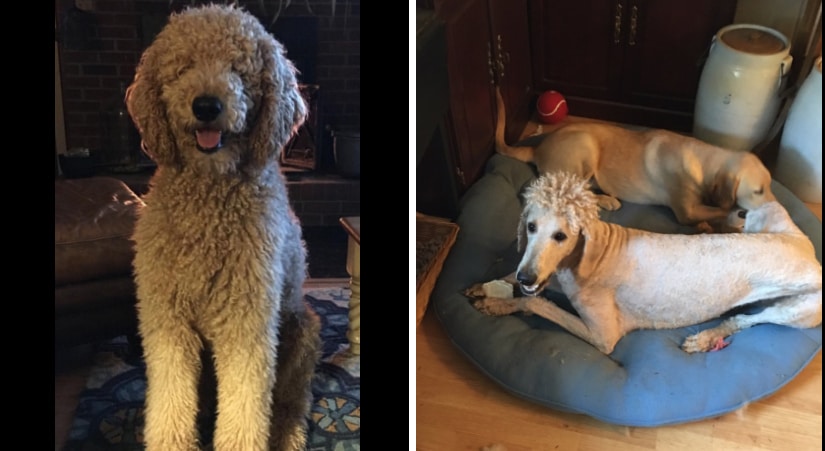 Two pictures of a haircut poodle and a viral dog on a bed.