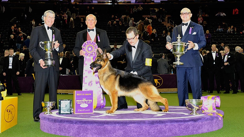 A group of German Shepherds proudly standing on a purple stage, showcasing their impressive trophies won at the prestigious Westminster Dog Show.