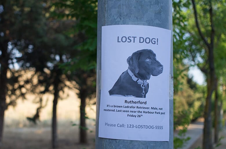 What to Do If You See a Lost Dog