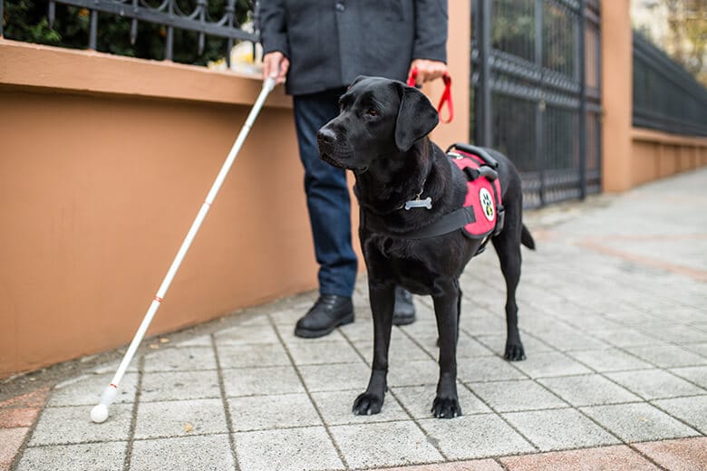 Here’s What Not to Do When You See a Service Dog at Work