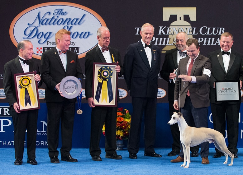 Whiskey the Whippet Snags the Best in Show Trophy at National Dog Show