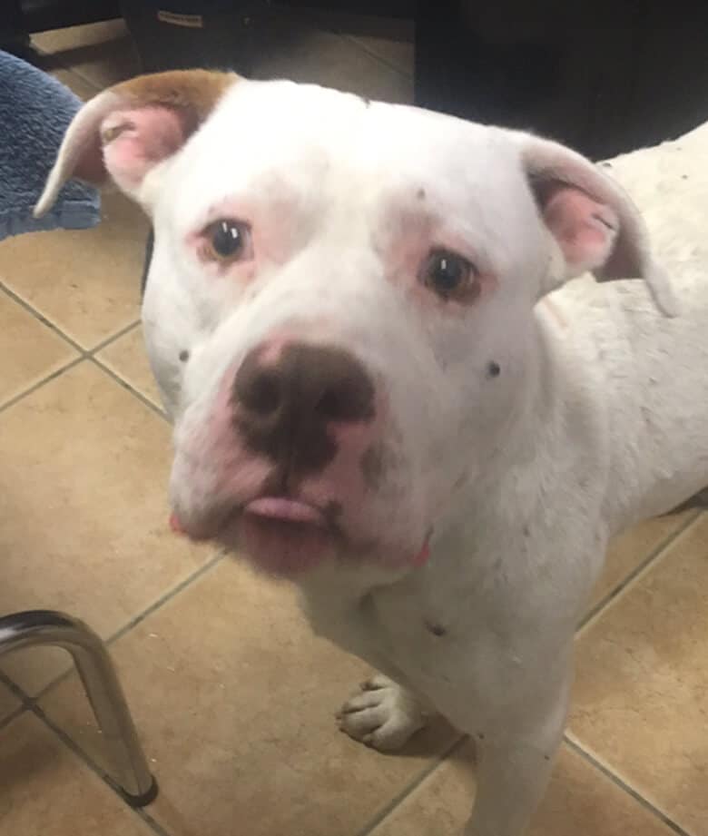 After Living Nearly 2 Years With a Pack of Coyotes, Dog Finally Rescued