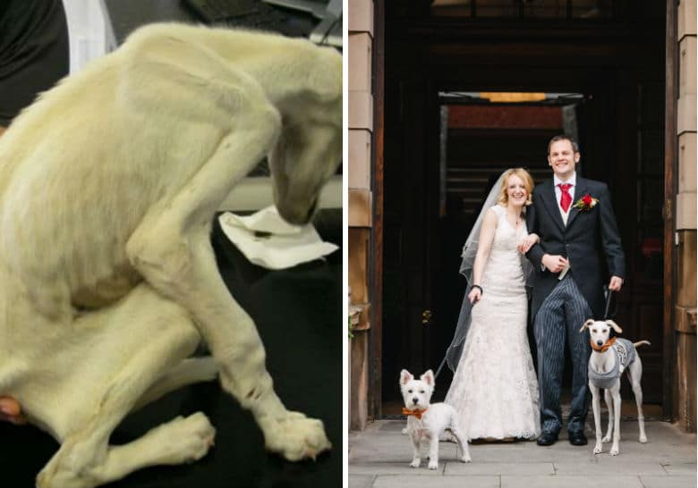 Dog Found Weighing Only 6 Pounds Recovers to Walk New Owner Down Aisle for Her Wedding