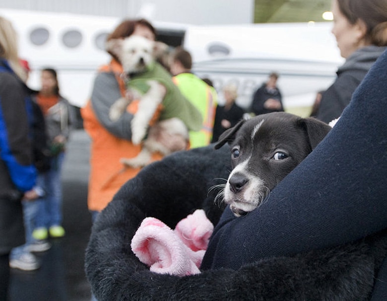 Tune in Tomorrow: Live Broadcast of 100 Animals Boarding Their Flight To Freedom