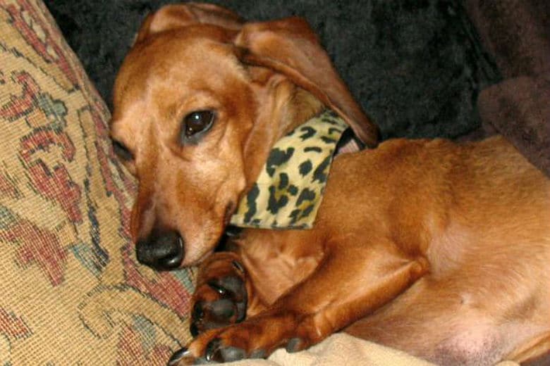 dachshund