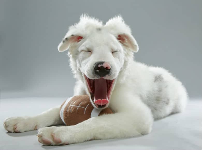 This Year’s Puppy Bowl Features 3 Adorable Dogs With Special Needs