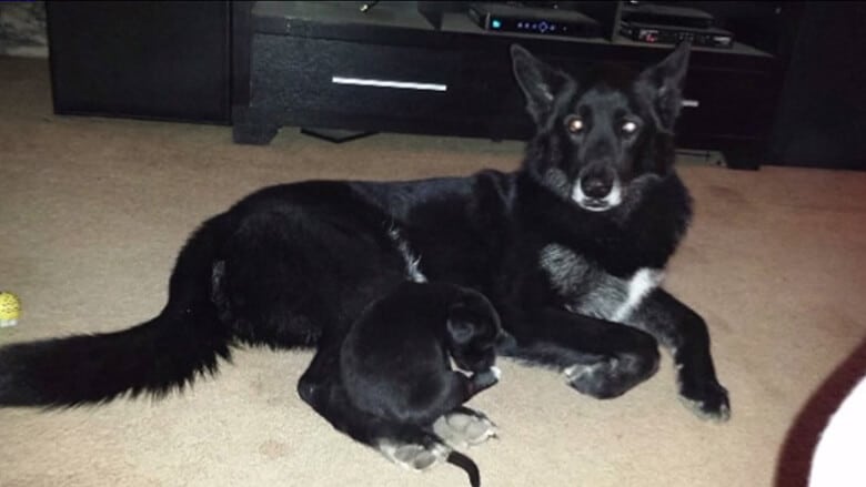 A wolf hybrid dog laying on the floor next to a tv, while its owners contemplate getting a DNA test.