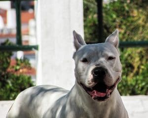 A big white dog standing in front of a fence.