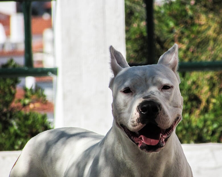 Landlord Will Only Rent to Owners of Big Dogs, With Pit Bulls Getting Priority
