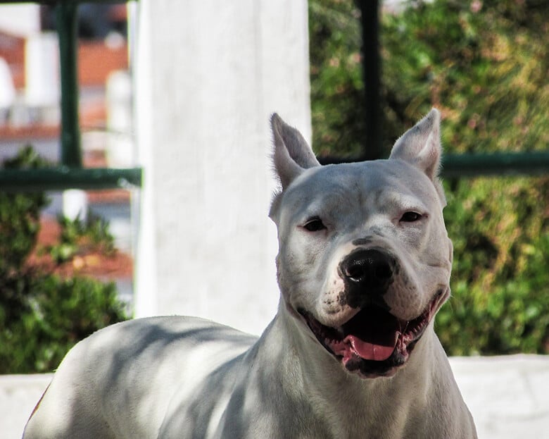 A white dog, possibly a pit bull or another big breed, standing in front of a fence.