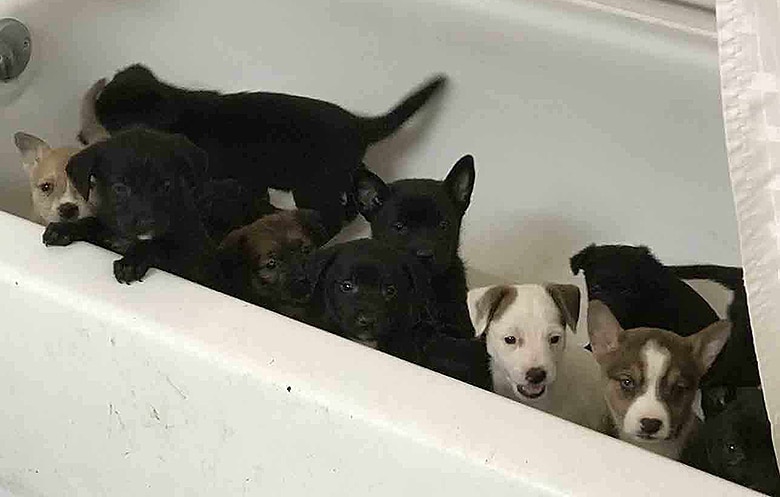 A group of 100 sick puppies in a bathtub.