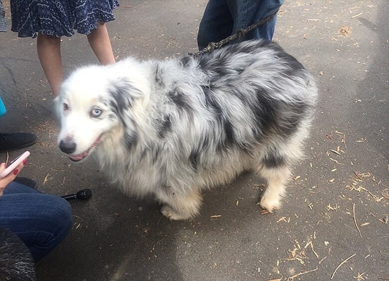 Dog Helps Woman With Dementia Survive in the Wilderness