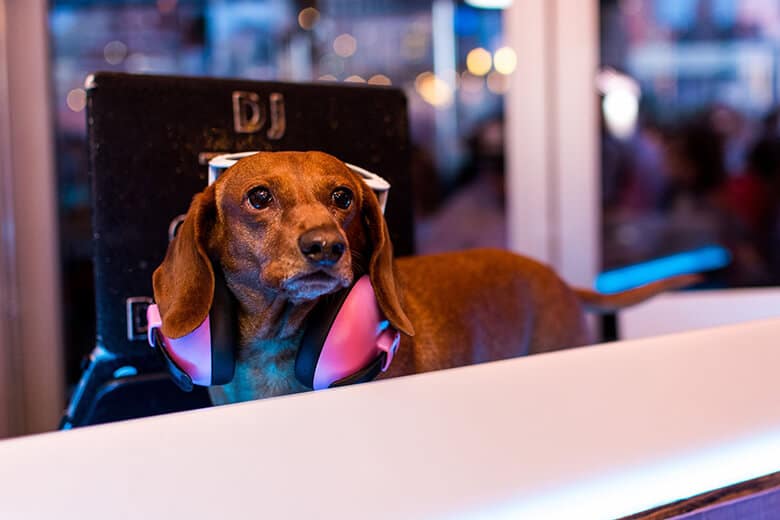 A dachshund wearing headphones at a Wooftop Party in New York City.